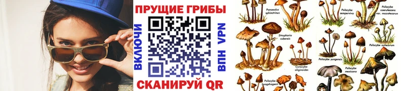 закладки  Кизел  Псилоцибиновые грибы мицелий 